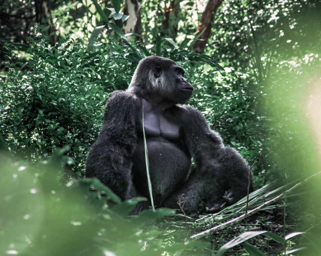 Mountain Gorilla