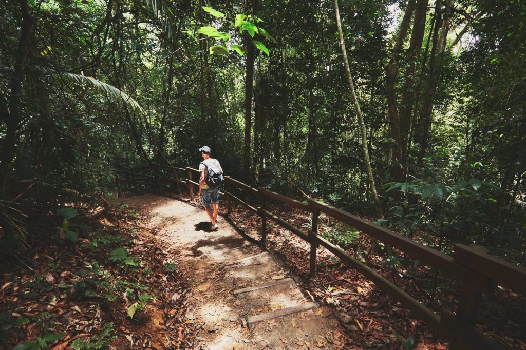 Walk in rainforest