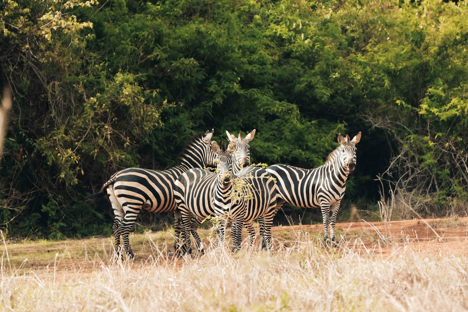 a group of zebras standing in a field with trees in the background